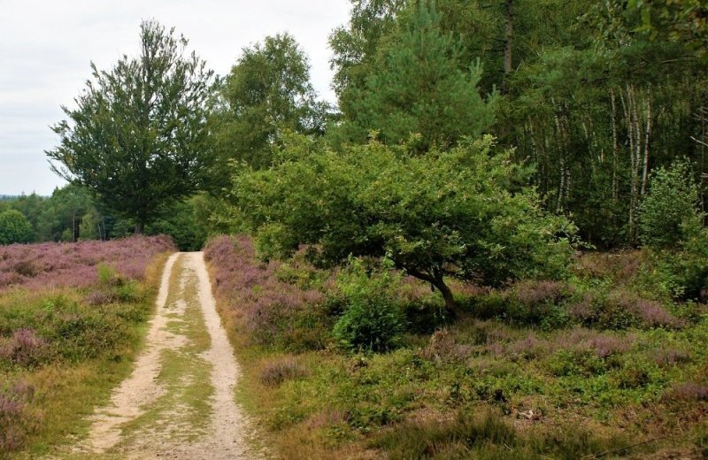 Fahrradroute Oirschotse Heide